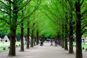 Tour du lịch Hàn Quốc Nami