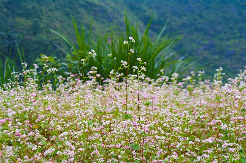mùa hoa tam giác mạch ở Hà Giang
